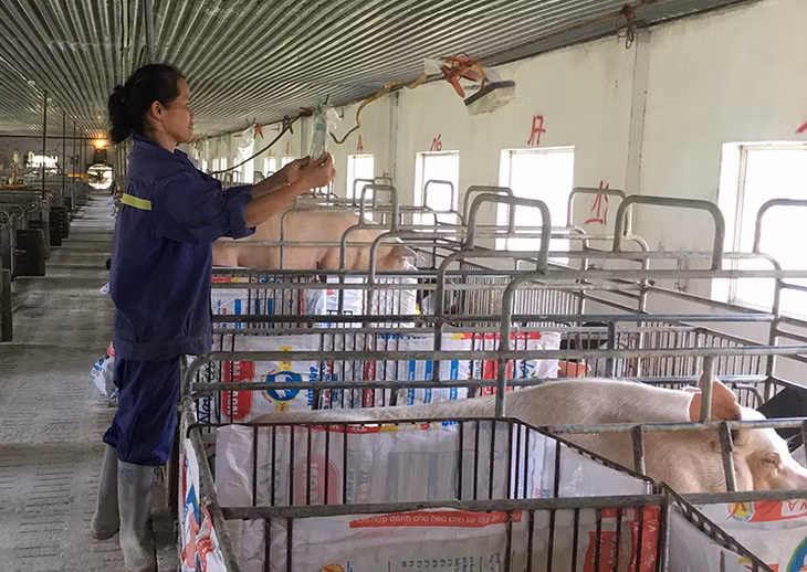 Hệ thống chuồng trại của Công ty CP Khai thác khoáng sản Thiên Thuận Tường sử dụng công nghệ sinh học xử lý chất thải