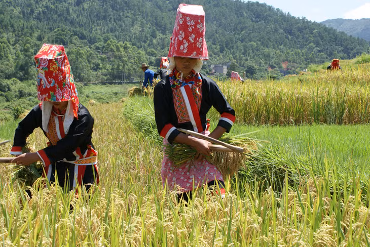 Bà con dân tộc Dao, xã Đồng Văn (Bình Liêu) thu hoạch lúa mùa