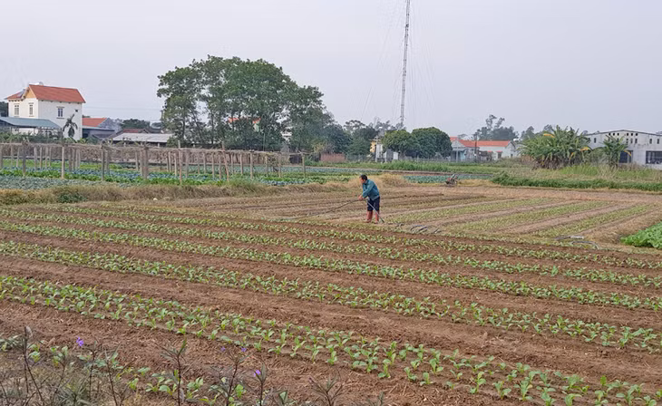 Những cánh đồng rau được cải tạo theo mô hình vườn mẫu tạo thu nhập cao cho người dân ở xã Quảng Minh, huyện Hải Hà.