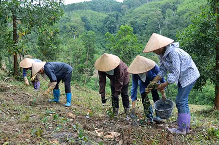 Các mô hình trồng cây ba kích đang được người dân xã Thanh Lâm, huyện Ba Chẽ tích cực phát triển. Ảnh Thanh Hằng