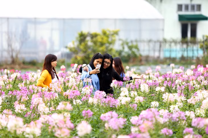 Thiên đường hoa Hoành Bồ là điểm đến lý tưởng cho du khách khi đến Hoành Bồ. Riêng trong 3 ngày nghỉ lễ Tết dương lịch 2018, Thiên đường hoa Quảng La (xã Quảng La) đón 3.500 lượt khách