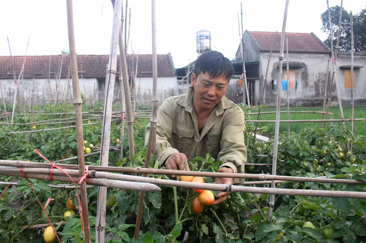 Anh Lê Văn Thắng, thôn 3, xã Quảng Minh, huyện Hải Hà chăm sóc cho vườn cà chua của gia đình.