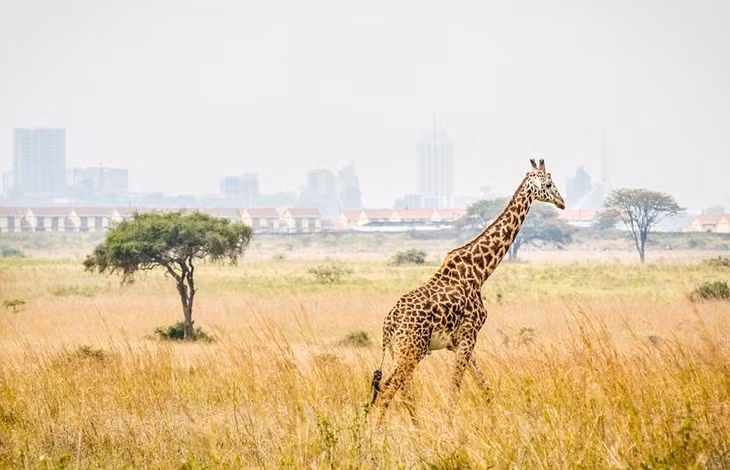 Nairobi, Kenya: Nairobi được biết đến là một thành phố năng động, hiện đại, hấp dẫn những du khách muốn trải nghiệm cuộc sống về đêm nhộn nhịp hay tìm hiểu về thế giới động vật hoang dã. Các điểm tham quan hàng đầu ở đây có thể kể đến như bảo tàng Karen Blixen, trung tâm động vật hoang dã hay vườn quốc gia Nairobi. Ảnh: Daily Mail.