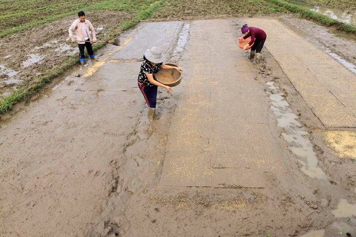 Người dân Quảng Yên tranh thủ gieo mạ xuân.