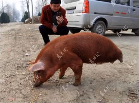 Nhiều người hiếu kỳ đã tới nhà ông Wang để xem con lợn và hầu hết họ đều cảm động trước nghị lực sống mạnh mẽ của nó.
