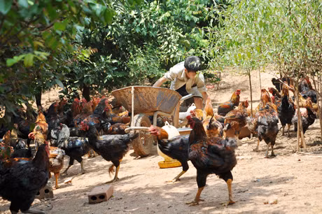 Mỗi năm từ chăn nuôi, gia đình ông Nguyễn Thế Cường thu hàng trăm triệu đồng.