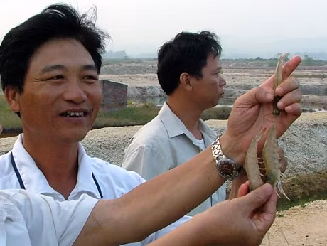 Anh Bùi Ngọc Liêm một trong những chủ đầm nuôi tôm lớn trên địa bàn cho biết: Trung bình mỗi năm gia đình thu hoạch trên 70 tấn tôm he trắng xuất khẩu.