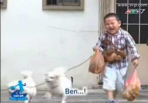 Cu Bin bật khóc trước hai chú chó bất trị - Ảnh chụp lại từ video