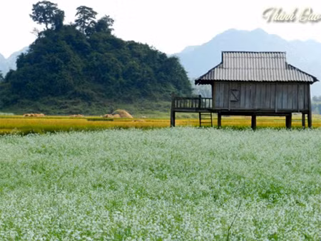 Những ngôi nhà sàn và những ruộng lúa vàng sắp gặt càng làm nổi bật màu cải trắng thơ ngây.