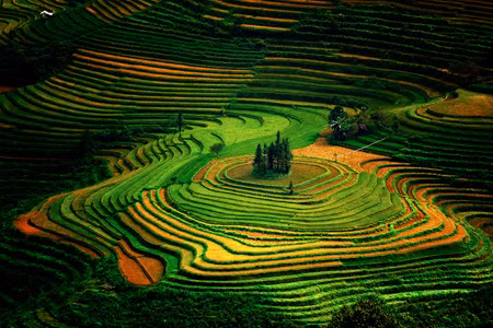 Ruộng bậc thang ở Sa Pa.