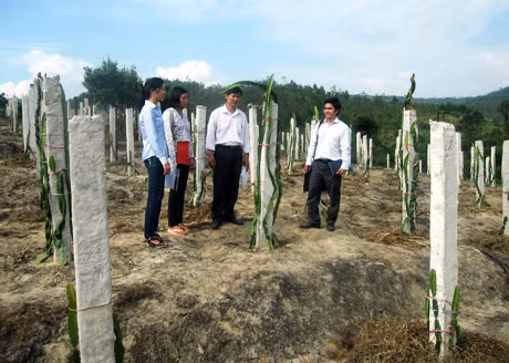 Mô hình trồng thanh long ruột đỏ đang là hướng phát triển mới trong phát triển kinh tế, giảm nghèo của người dân TP Móng Cái (ảnh tư liệu).