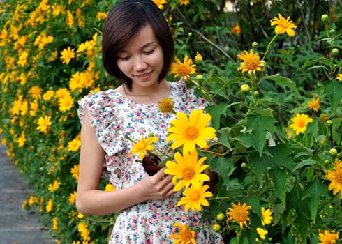 Sắc vàng của loài hoa dại này làm dùng giằng không ít bước chân khách du lịch Đà Lạt.