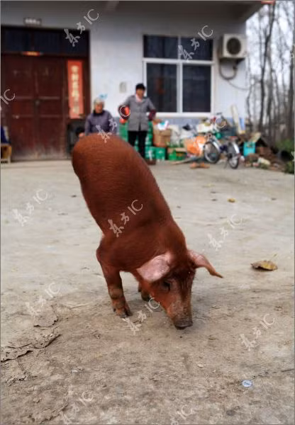 Con lợn chào đời tại huyện Mộng Thành, tỉnh An Huy, miền trung Trung Quốc hồi đầu năm nay.