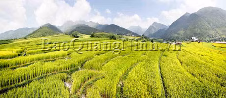 Một mầu xanh bát ngát của ruộng lúa