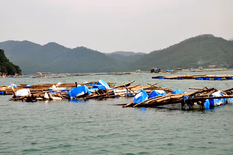 Giàn nuôi hàu của các hộ gia đình xã Bản Sen (Vân Đồn) bị bão số 5 đánh vỡ.