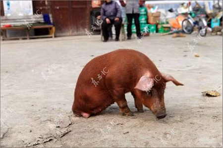 Vài ngày sau khi con lợn ra đời, ông Wang đã bắt đầu huấn luyện nó di chuyển bằng 2 chân trước và kiên nhẫn làm điều đó trong một thời gian dài.