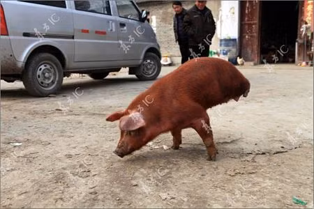 Con lợn này đã trở nên nổi tiếng khắp vùng.