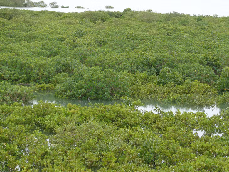 Rừng ngập mặn đồng rui phát triển xanh tốt