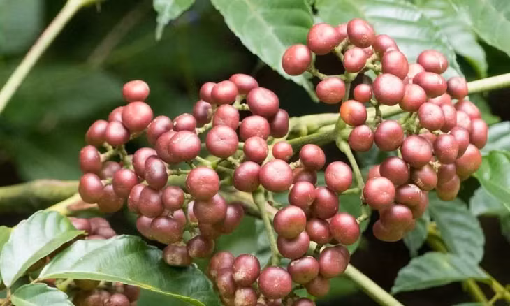Củ rối Ấn (Leea indica) có thể chống lại nhiều bệnh ung thư. Ảnh: waarmedia.