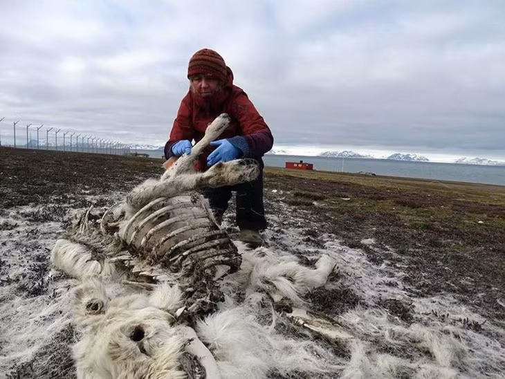Nhà sinh thái học Ashild Onvik Pedersen đang kiểm tra xác tuần lộc ở Svalbard. Ảnh: Viện Bắc Cực Na Uy.
