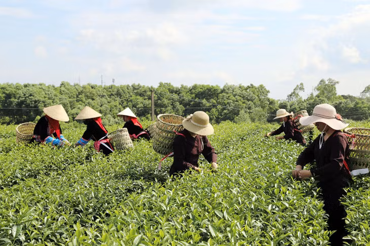 Hiện nay, huyện Hải Hà đang tập trung phát triển vùng nguyên liệu cho ngành công nghiệp sản xuất chè.