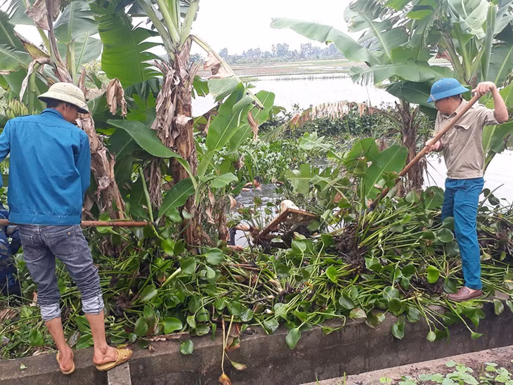 Người dân xã Liên Vị vớt bèo, khơi thông dòng chảy kênh N36.