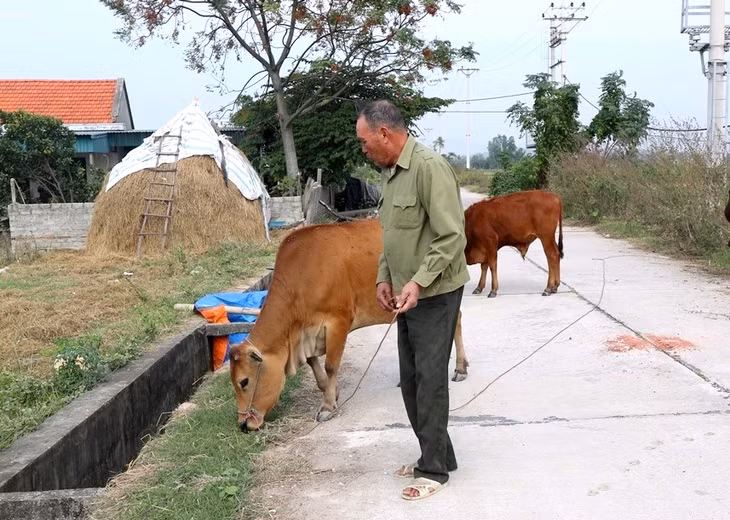 Hỗ trợ bò giống sinh sản là một trong những giải pháp phù hợp TX Quảng Yên hỗ trợ các hộ nghèo