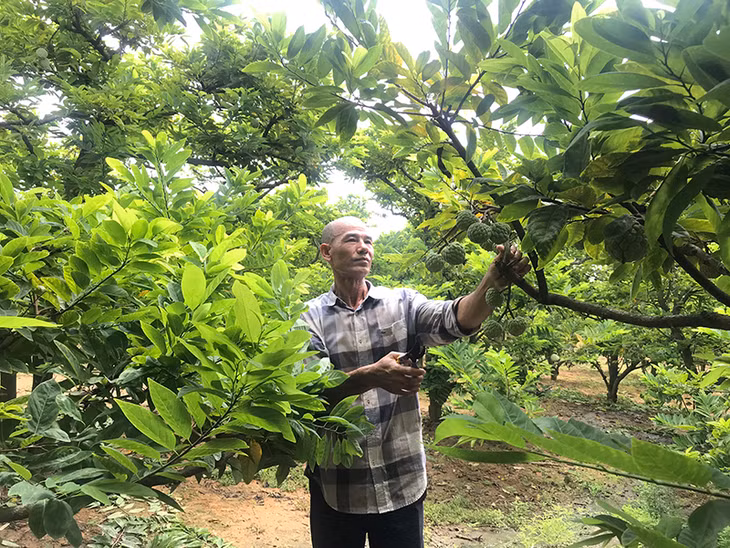 Vườn na mang lại hiệu quả kinh tế cao cho gai đình ông Đỗ Văn Hân, thôn Khe Thượng, xã Việt Dân, TX Đông Triều. 