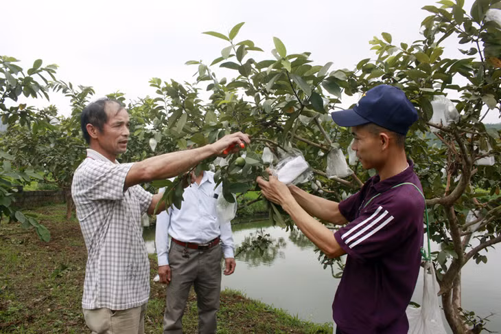 Thương hiệu Ổi Hoành Bồ