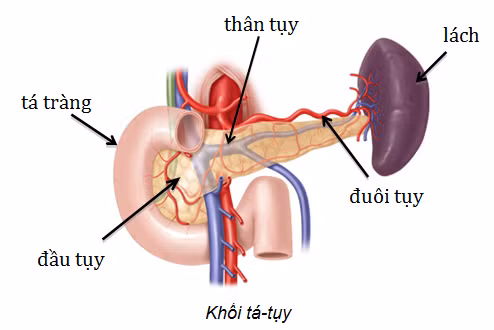 Mùa hạ chú ý tránh làm thương tổn tỳ vị .
