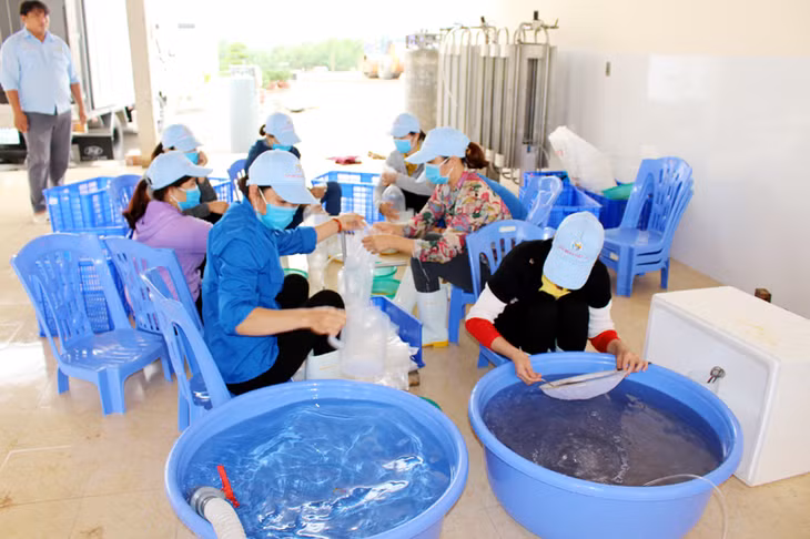 Tập đoàn Việt Úc đóng gói tôm giống để vận chuyển cho khách hàng Một góc thôn Tân Hà xã Tân Bình