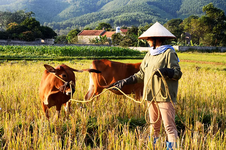 Gia đình chị Hoàng Thị Phượng, thôn 2, xã Bằng Cả, huyện Hoành Bồ là 1 trong 4 hộ sẽ thoát nghèo trong năm 2018 của xã Bằng Cả.