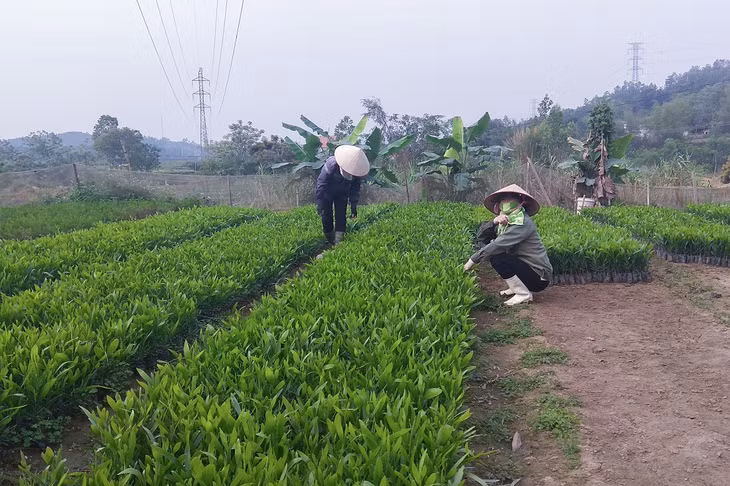 Nghề ươm keo giống đã trở thành một trong những ngành kinh doanh chủ lực của người dân thôn Khe Cát, xã Tân Dân (Hoành Bồ).