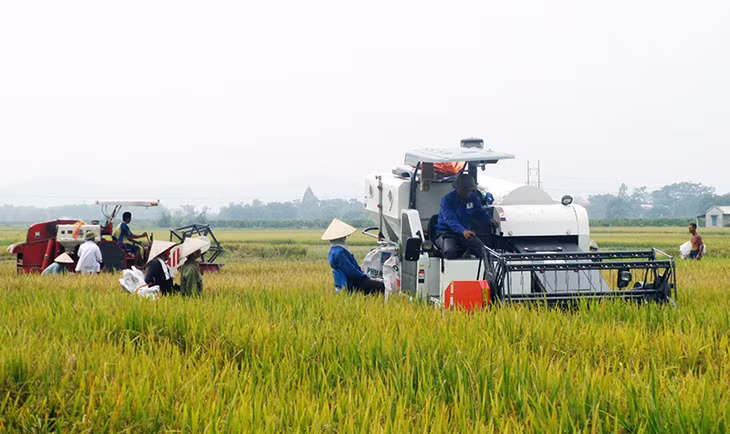 Bà con nông dân thôn Tân Thành, xã Tân Việt (TX Đông Triều) trong vụ thu hoạch lúa.
