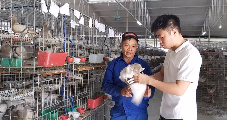 Tùng hướng dẫn kỹ thuật chăm chim bồ câu cho công nhân.