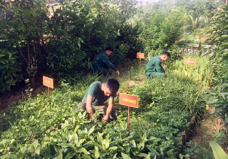 Cán bộ, chiến sĩ Ban CHQS TP Hạ Long đẩy mạnh tăng gia sản xuất.
