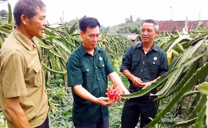 Vườn thanh long ruột đỏ của gia đình anh Huyên không đủ cung cấp cho thị trường bởi quả to, vỏ mỏng và vị rất ngọt-1