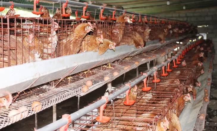 Đàn gà của anh Trung bắt đầu cho thu hoạch trứng lứa đầu tiên.
