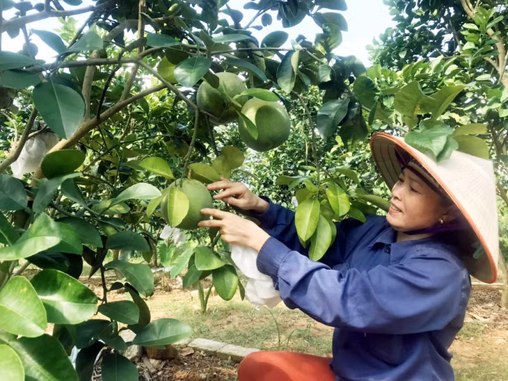 Bà Hoàng Thị Nhi, tổ 2, khu Dốc Đỏ 2, phường Phương Đông, TP Uông Bí chăm sóc vườn cây ăn quả tổng hợp của gia đình.