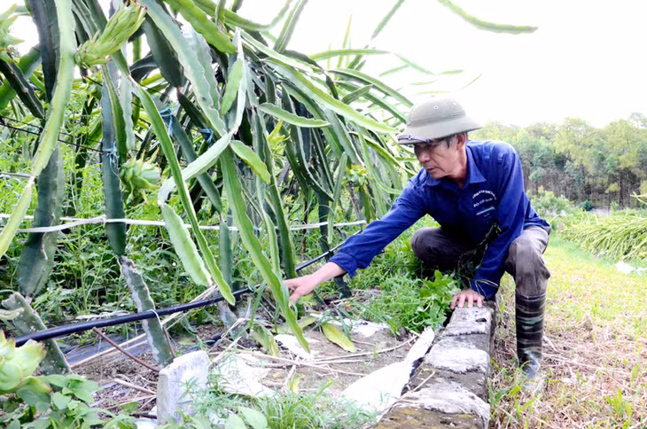 Trang trại trồng Thanh long ruột đỏ của gia đình ông Đoàn Quang Ngọc, Khu Tân Lập 2, phường Phương Đông, TP Uông Bí trồng thí điểm theo hệ thống giàn công nghệ Đài Loan và tưới nhỏ giọt.