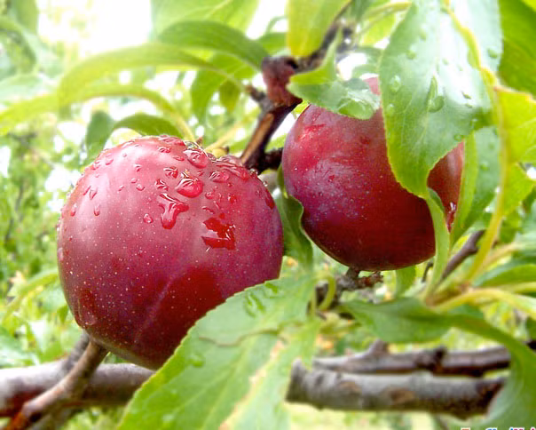 Quả mận