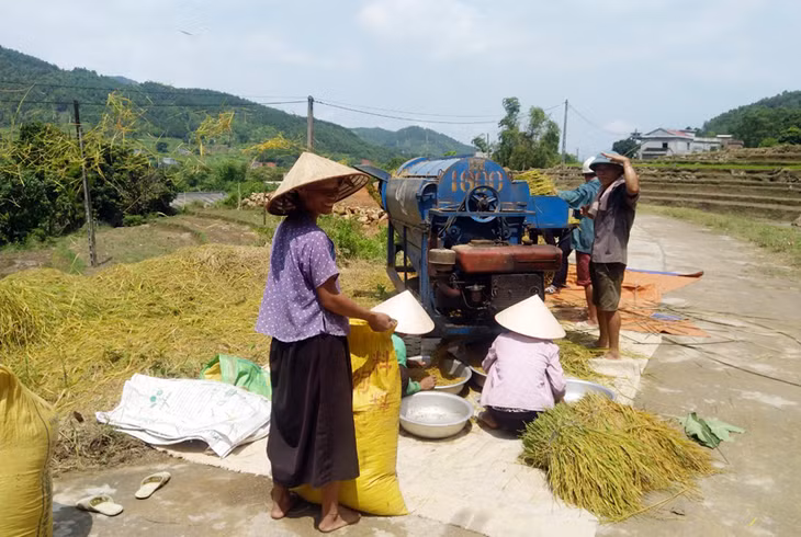 Hạ tầng điện, đường giao thông được đầu tư, tạo điều kiện cho các hộ nghèo phát triển sản xuất . Trong ảnh: Người dân xã Tình Húc (huyện Bình Liêu) thu hoạch lúa mùa.