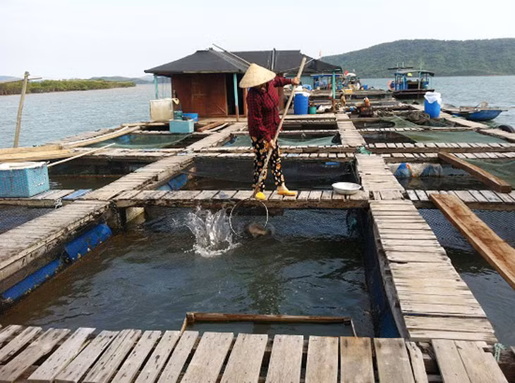 Khu nuôi cá lồng bè của HTX Đức Thịnh