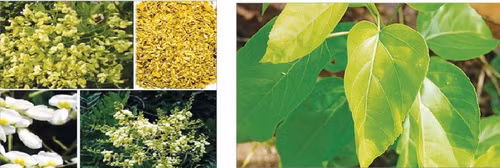 Hoa hòe (trái) và lá vông (phải) là 2 vị thuốc chữa mất ngủ do tâm hỏa thịnh.