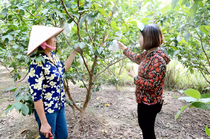 Nhiều phụ nữ ở xã Sơn Dương, huyện Hoành Bồ vươn lên thoát nghèo, làm giàu nhờ mô hình trồng ổi Đài Loan.