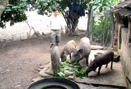 Thực hiện chương trình hỗ trợ vay vốn phát triển sản xuất nông nghiệp, nhiều hộ dân xã Dân Chủ (Hoành Bồ) có điều kiện mở rộng mô hình chăn nuôi lợn rừng. Ảnh: Quang Minh
