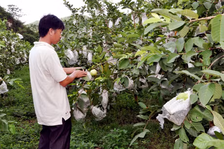 Mô hình trồng ổi Đài Loan của gia đình anh Đinh Văn Lượng, thôn 1, xã Dân Chủ (Hoành Bồ) mang lại hiệu quả kinh tế cao.