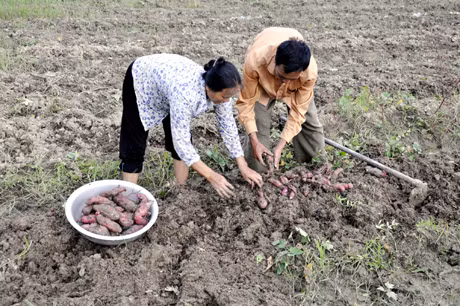Nông dân thôn 2, xã Điền Công (Uông Bí) thu hoạch khoai lang.