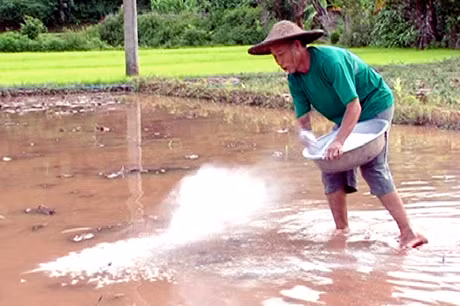 Nông dân Tiên Yên tích cực bón vôi bột để cải tạo đất sản xuất nông nghiệp 