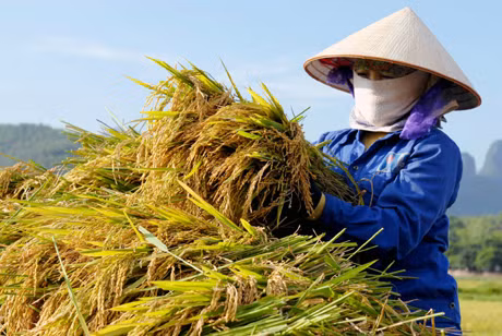 Vụ mùa năm nay nhờ thời tiết thuận lợi, chăm bón đúng kỹ thuật nên năng suất khá cao;
